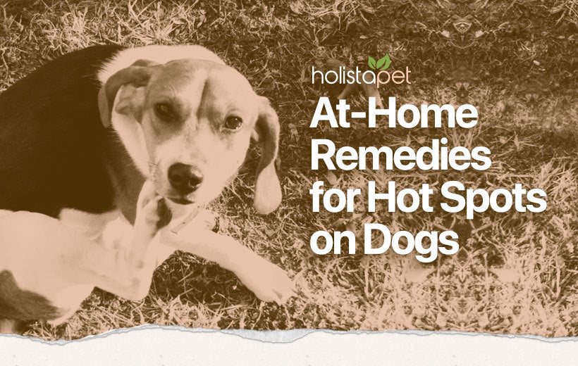 Dog Hot Spot Home Remedy: 9 Easy Remedies & Treatments