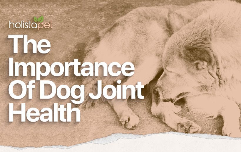 Dog Joint Health: 10 Tips to Promote Joint Mobility & Ease Tension