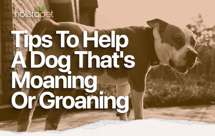 Dog Moaning & Groaning: What Do Your Pet's Noises Mean?