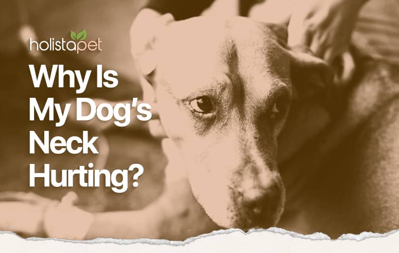 Dog Neck Pain: What’s Causing My Dog to Ache?