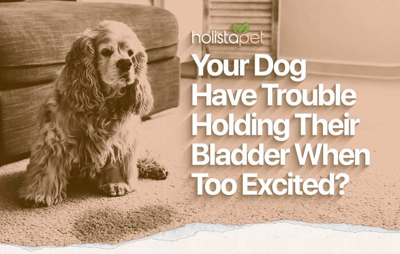 Dog Pees When Excited: Tips To Avoid An Accidental Tinkle