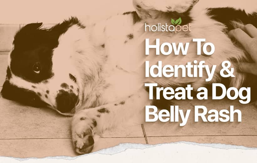 Dog Rash on Belly [Causes, Prevention &amp; Remedies for Itch Relief]
