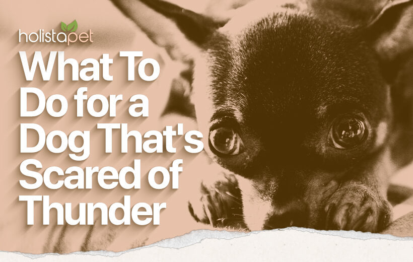 Dog Scared of Thunder? Here's What You Need To Know