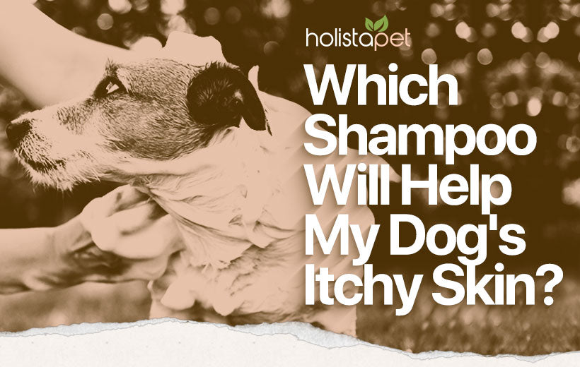 Dog Shampoo for Itchy Skin [When It's a Problem + the Best Shampoo]