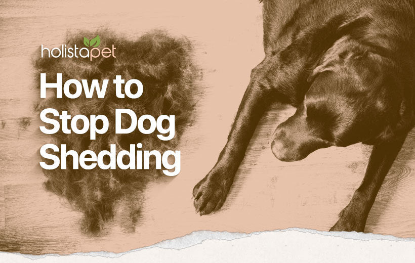 Dog Shedding: How to Stop it & Keep the "Fur" Out of Furniture