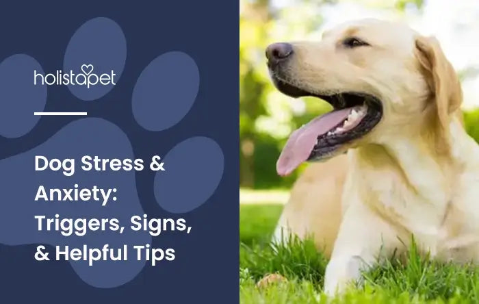 Dog Stress and Anxiety featured blog image by HolistaPet. Shows a relaxed yellow Labrador retriever lying on sunny grass with its mouth open and tongue out.