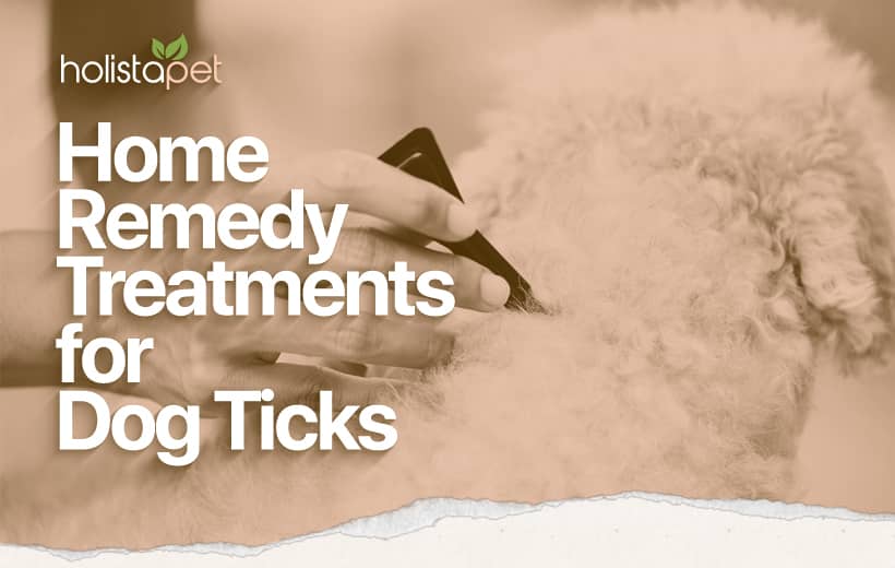 Dog Tick Treatment Home Remedies [How To Prevent Ticks!]