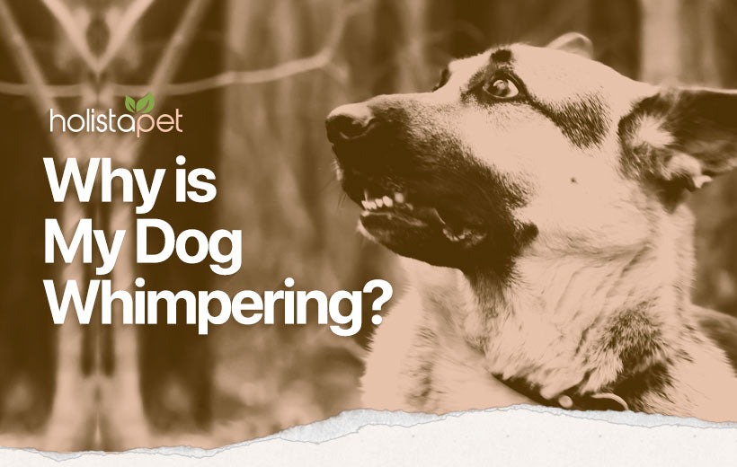 Dog Whimpering: Why Your Dog Whines & What You Can Do