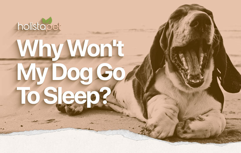 Dog Won't Sleep at Night? Here's What You Need to Do NOW