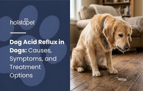 A golden retriever sits on a wooden floor with water droplets around its mouth, showing possible dog acid reflux.