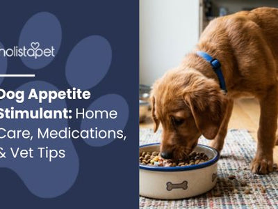 Dog Appetite Stimulant: Home Care, Medications, & Vet Tips