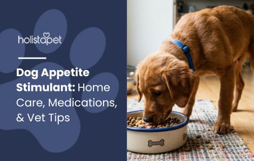 dog appetite stimulant (featured blog image by Holistapet) shows a brown dog eating out of a bowl