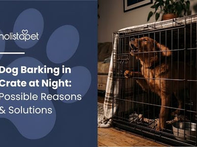 Dog Barking in Crate at Night: Possible Reasons & Solutions