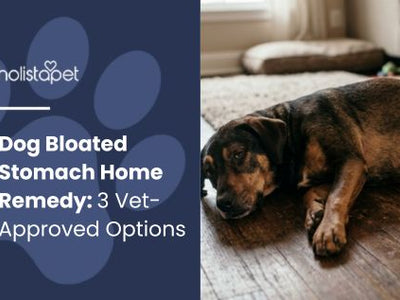Dog Bloated Stomach Home Remedy: 3 Vet-Approved Options