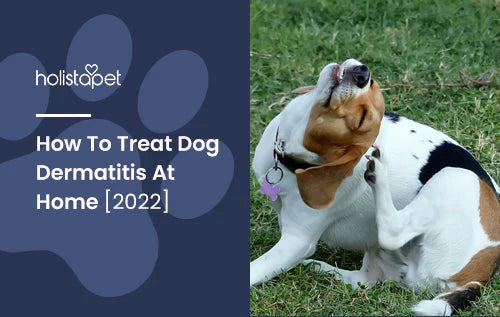 information about how to treat dog dermatitis