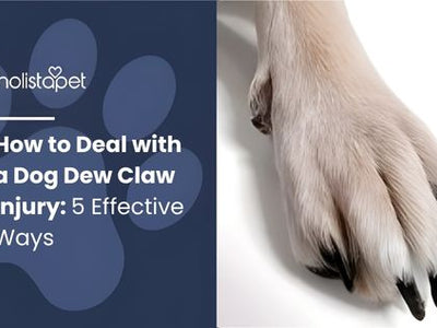 How to Deal with a Dog Dew Claw Injury: 5 Effective Ways