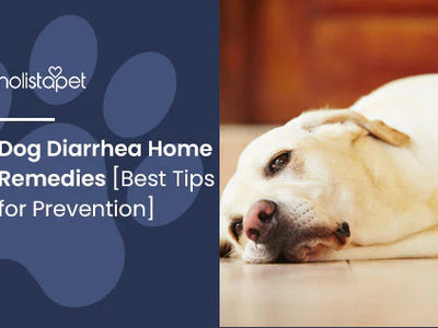 Dog Diarrhea Home Remedies [Best Tips for Prevention]
