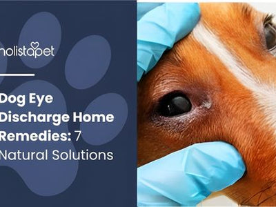 Dog Eye Discharge Home Remedies: 7 Natural Solutions
