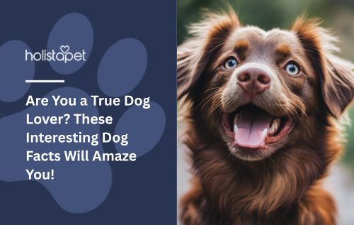 Are You a True Dog Lover? These Interesting Dog Facts Will Amaze You!