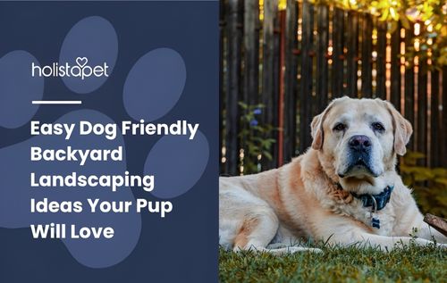 Easy Dog Friendly Backyard Landscaping Ideas Your Pup Will Love