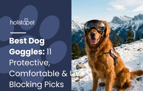 Best Dog Goggles: 11 Protective, Comfortable & UV-Blocking Picks
