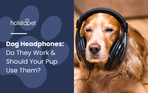 Dog Headphones featured blog image by Holistapet. Shows a dog wearing headphones indoors.