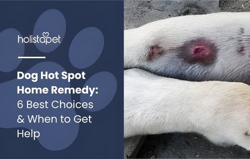 Close-up of a dead penguin covered in snow, with visible wounds, dog hot spot home remedy.