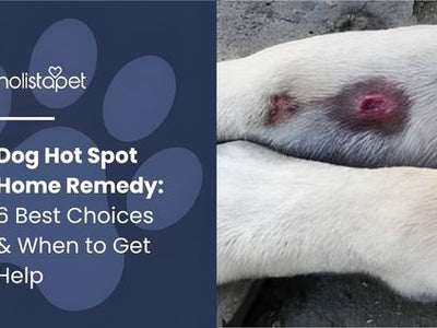 Dog Hot Spot Home Remedy: 6 Best Choices & When to Get Help