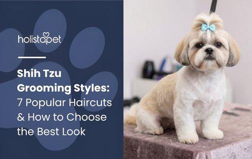 Shih Tzu with a blue bow sitting on a grooming table, showcasing shih tzu grooming styles.