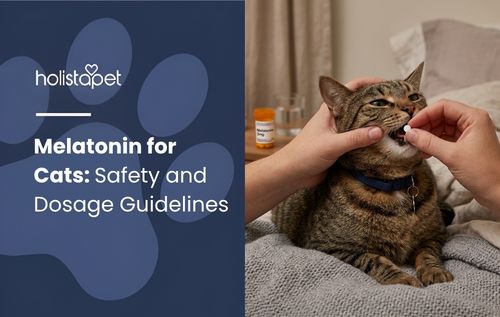 Person giving a treat to a tabby cat, illustrating melatonin for cats.