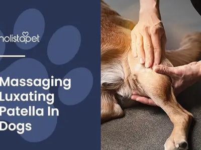 Luxating Patella Dog Massage [Comforting & Relieving]