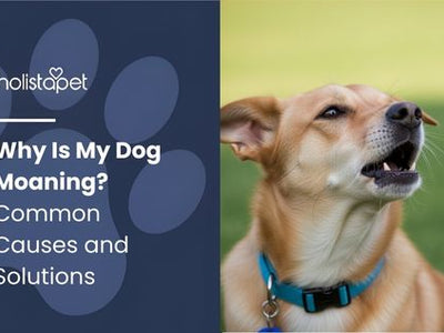 Why Is My Dog Moaning? Common Causes and Solutions