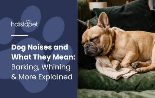 dog sounds (featured blog image by Holistapet) shows a brown dog sleeping on a green couch