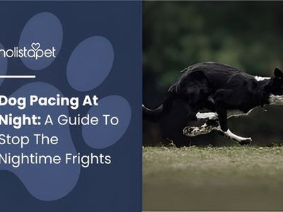 Why is My Dog Pacing at Night? Here’s What It Means