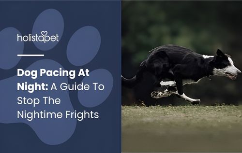 A black and white dog pacing at night, full of energy, then joyfully running across a grassy field.
