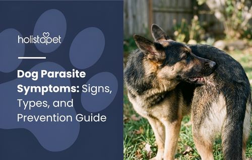 A German Shepherd scratches its ear outdoors in grass near a wooden fence, showing possible dog parasite symptoms.