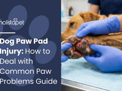 Dog Paw Pad Injury: How to Deal with Common Paw Problems