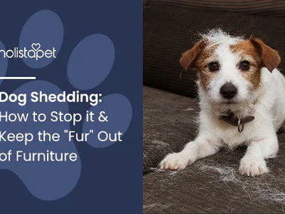 Dog Shedding: How to Stop it & Keep the "Fur" Out of Furniture