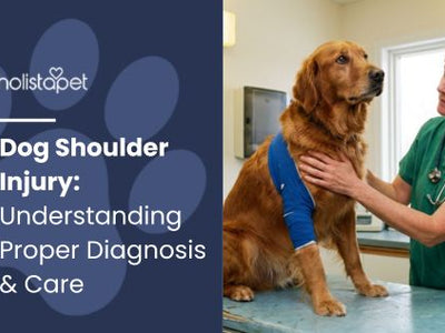 Dog Shoulder Injury: Understanding Proper Diagnosis & Care