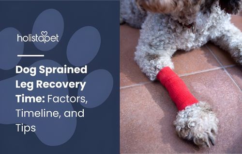 A dog’s leg is wrapped in a red bandage from the paw up to the ankle, supporting the injury during the dog sprained leg recovery time and helping it heal safely and comfortably.