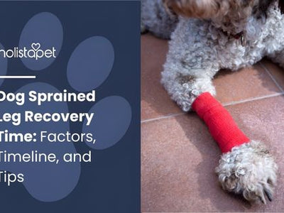 Dog Sprained Leg Recovery Time: Factors, Timeline, and Tips