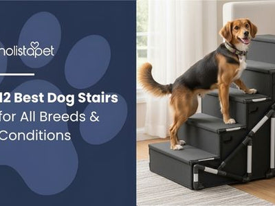 12 Best Dog Stairs for All Breeds & Conditions