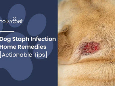 Dog Staph Infection Home Remedies [Actionable Tips]