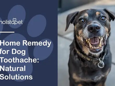 Home Remedy for Dog Toothache: Natural Solutions for Relief