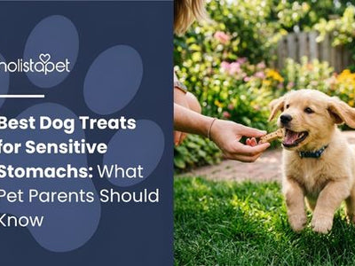 Best Dog Treats for Sensitive Stomachs: What Pet Parents Should Know