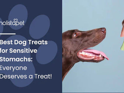 Best Dog Treats for Sensitive Stomachs: Everyone Deserves a Treat!