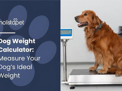 Dog Weight Calculator: Measure Your Dog’s Ideal Weight