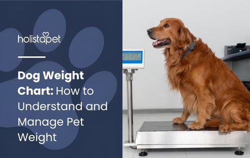 A golden retriever dog sits on a large metal scale, with a digital display visible to the left, illustrating a dog weight chart reference for tracking healthy pet weight.