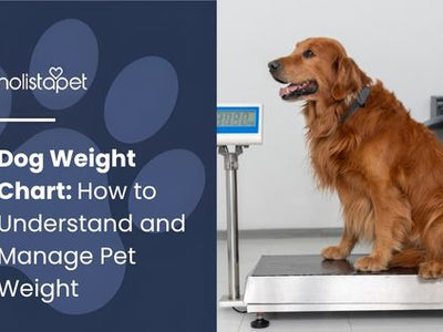 Dog Weight Chart: How to Understand and Manage Pet Weight