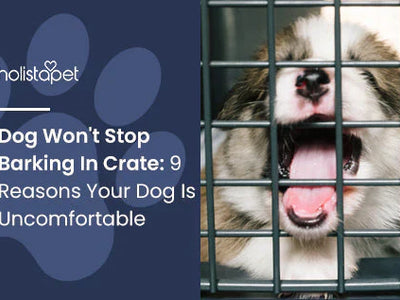 Dog Won't Stop Barking In Crate: 9 Reasons Your Dog Is Uncomfortable